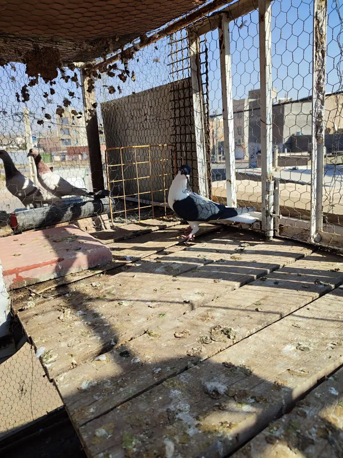 چپ سیاه ماده|پرنده|اقبالیه, |دیوار