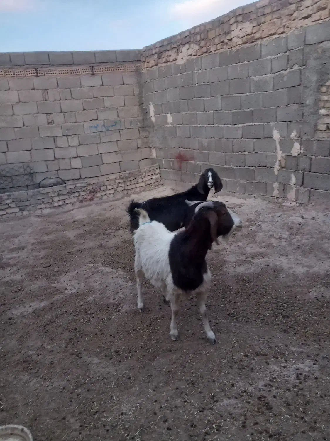 بز آبستن|حیوانات مزرعه|تربت جام, معدآباد|دیوار
