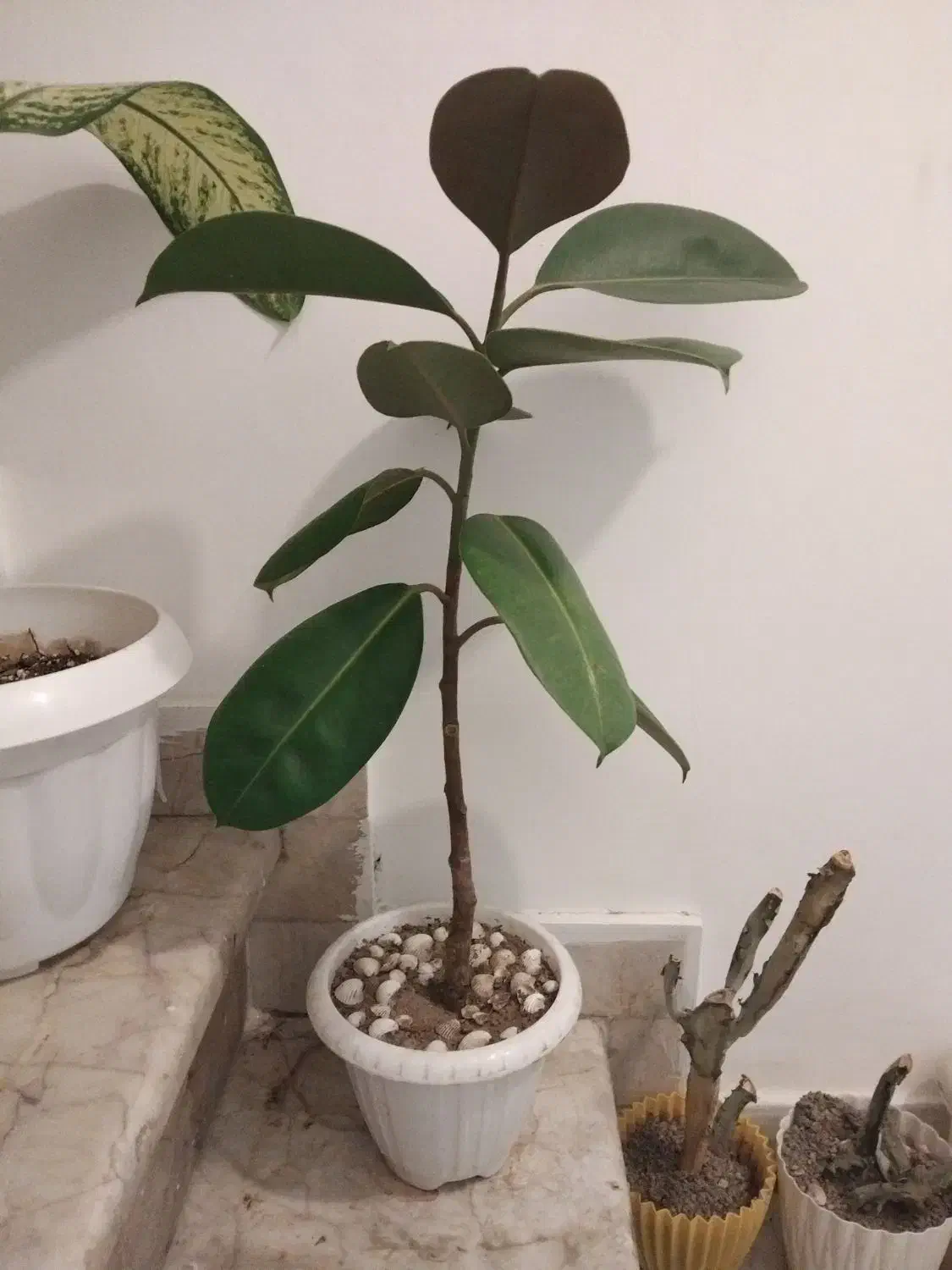 گل طبیعی|گل و گیاه طبیعی|مشهد, سرافرازان|دیوار