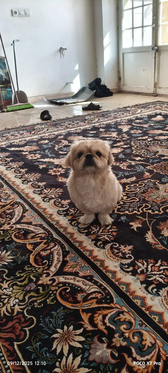 سگ پیکینیز امپریال اصل وارداتی نر|سگ|کرمان, |دیوار