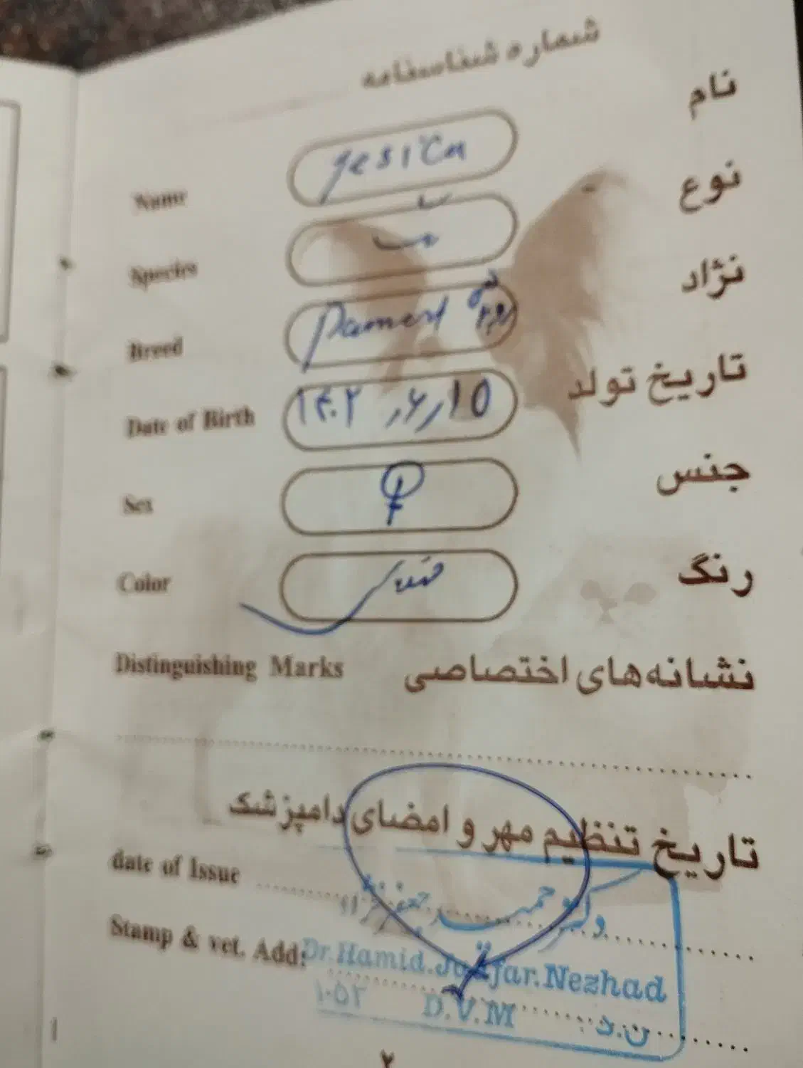 یک عددسگ خیلی باهوشو زیباوحرف گوش کن|سگ|الشتر, |دیوار