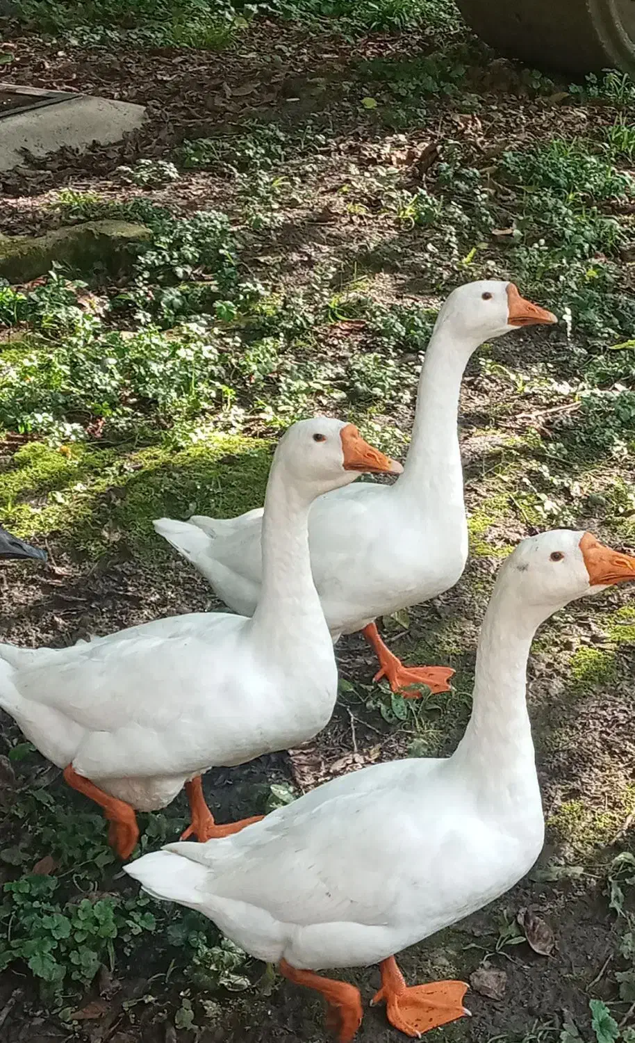 قوغازمیکس|حیوانات مزرعه|رشت, فرودگاه سردار جنگل رشت|دیوار