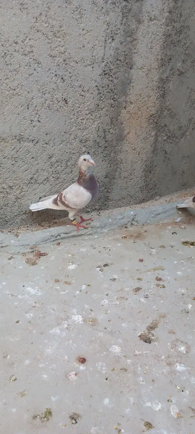 پیازی، آلمانی،موشی، هر سه ماده|پرنده|آبپخش, |دیوار