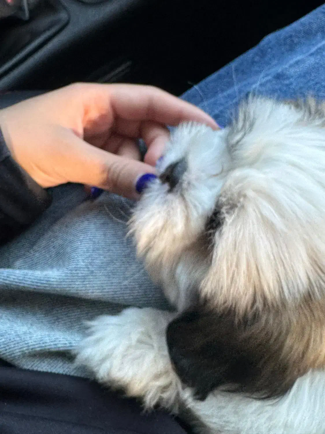 سگ مالتیز سفید|سگ|سیرجان, |دیوار