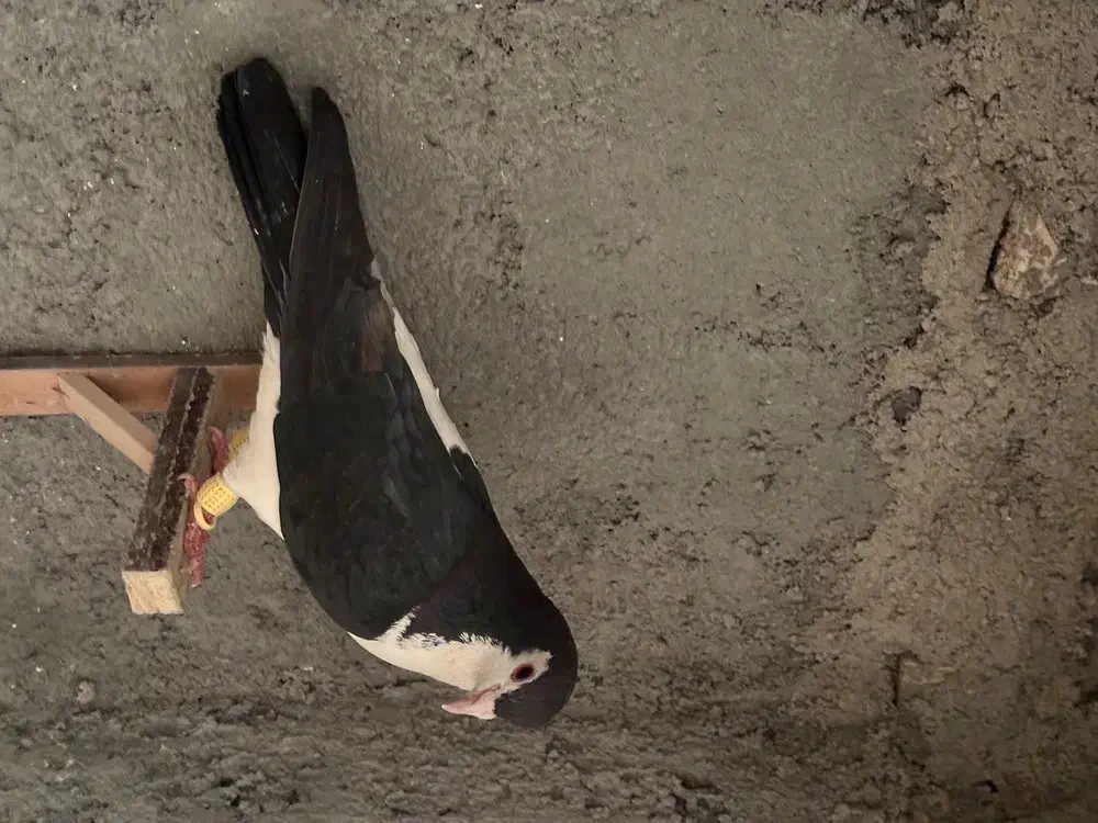 چپ پشت کلاغ|پرنده|مشهد, محمدآباد|دیوار