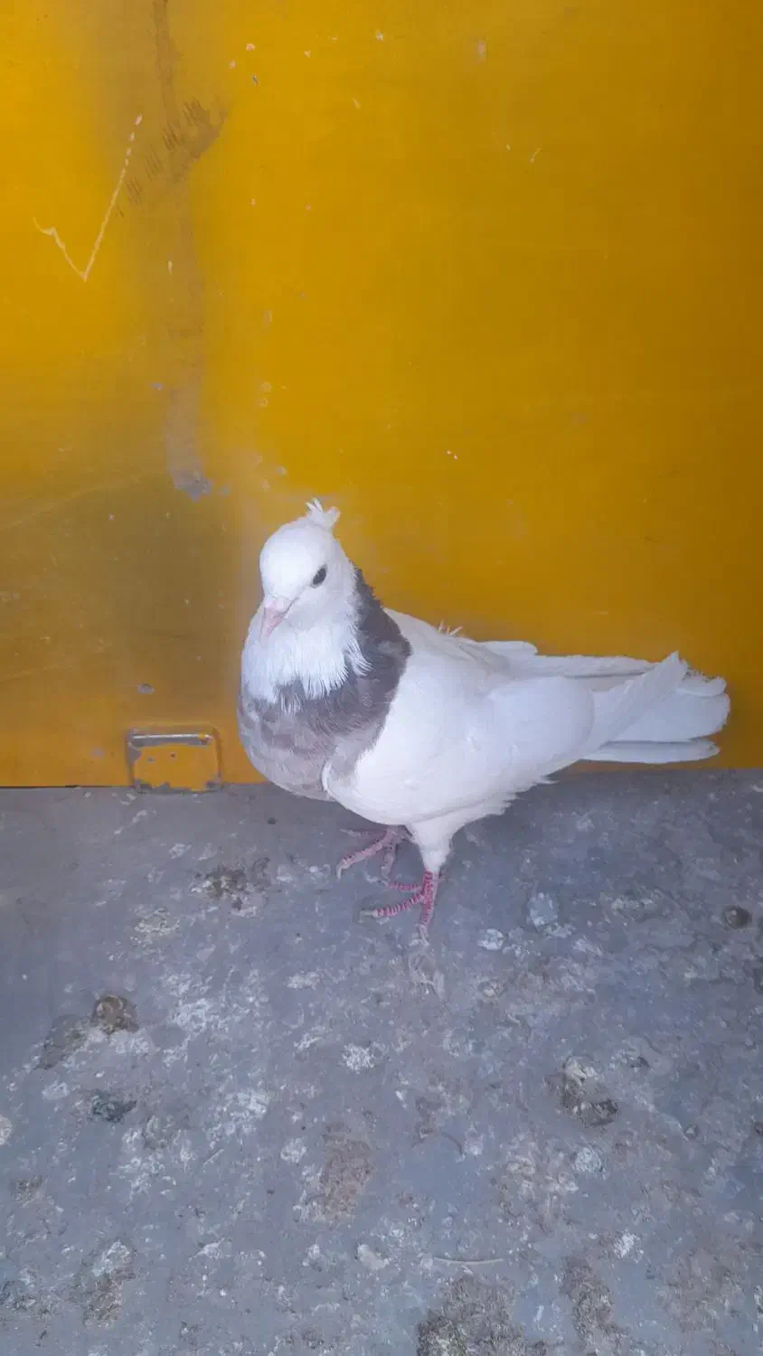 کفتر یا کبوتر طوقی|پرنده|مبارکه, |دیوار