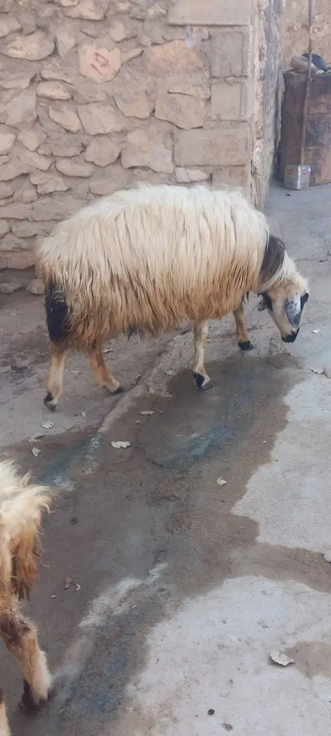 یک عدد میش‌ فروشی|حیوانات مزرعه|دیشموک, |دیوار