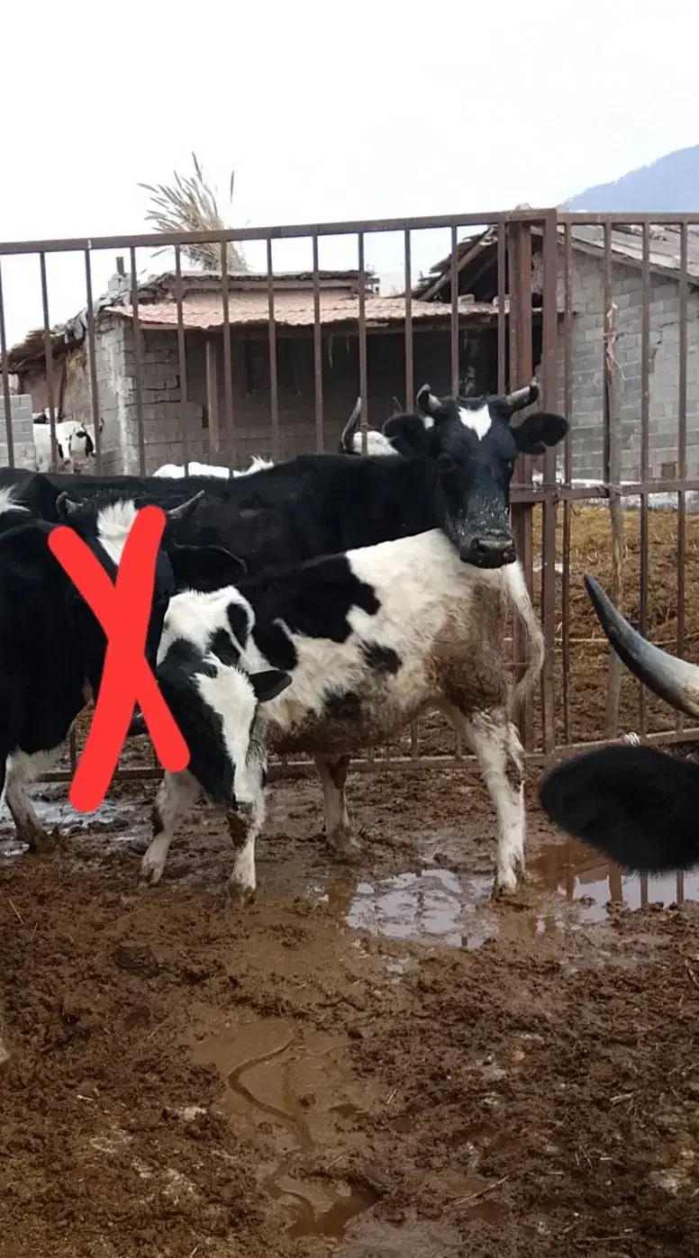 فروش گاو و گوساله|حیوانات مزرعه|گالیکش, |دیوار