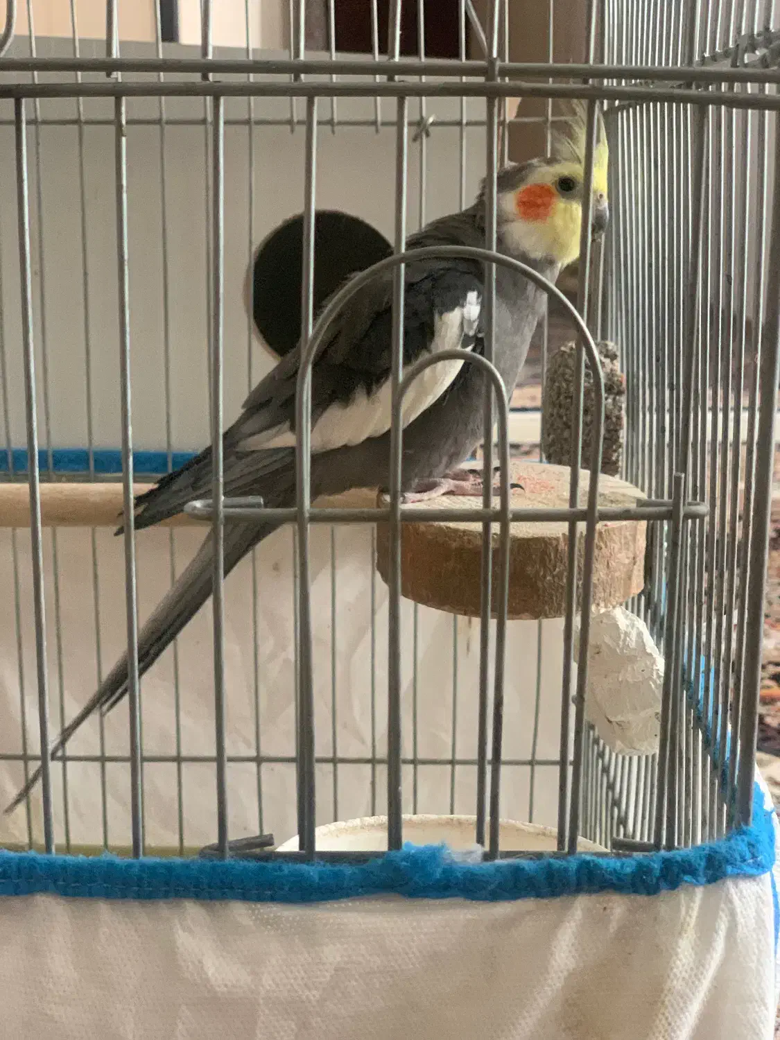 یک جفت عروس هلندی دو جوجه و ۵تخم|پرنده|محمدیه-قزوین, |دیوار