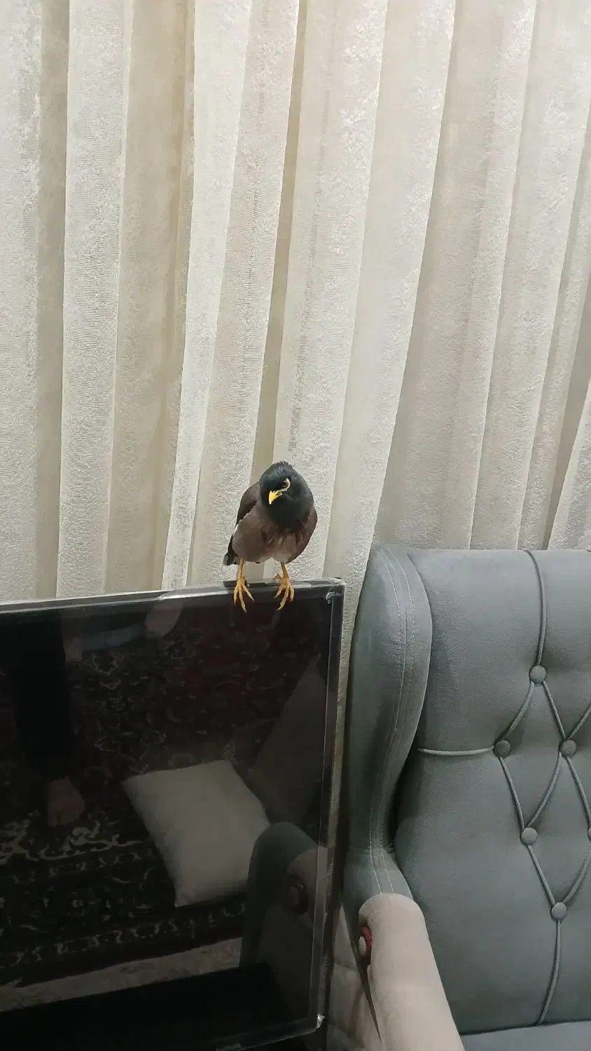 مرغ مینا|پرنده|اردبیل, |دیوار