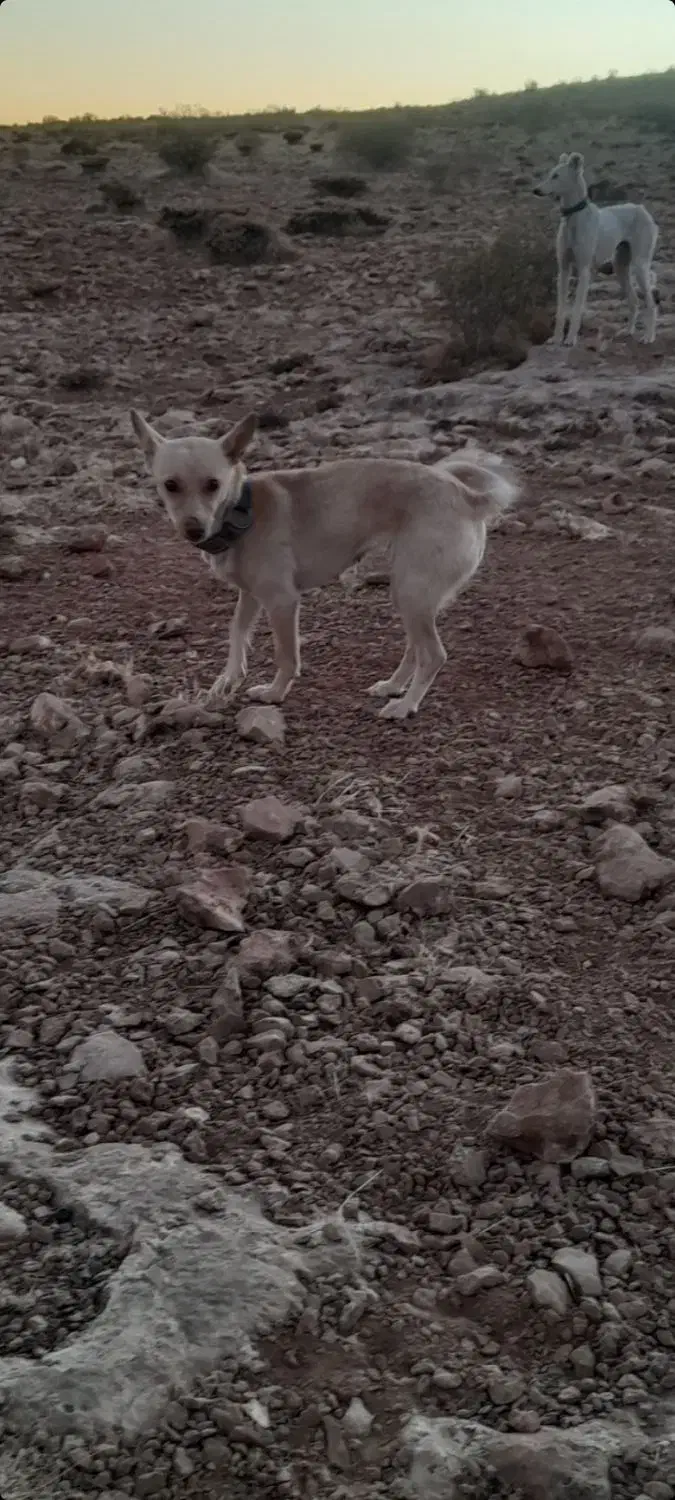 سگ پاکوتاه|سگ|دیواندره, |دیوار