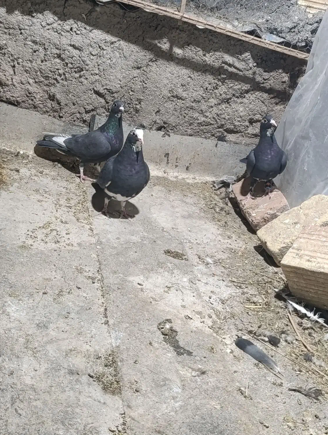 کبوتر  پلنگ فقط معامعله با زاغ دم سفید|پرنده|نرماشیر, |دیوار