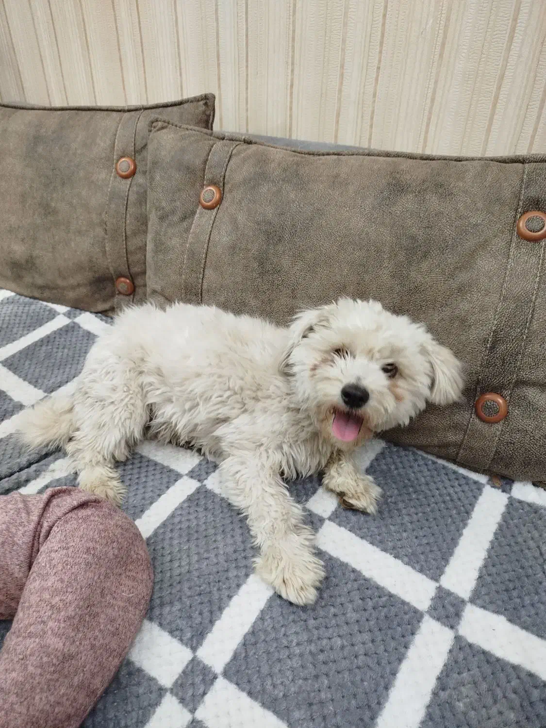 سگ شیتزو پشمالو|سگ|کرمان, |دیوار