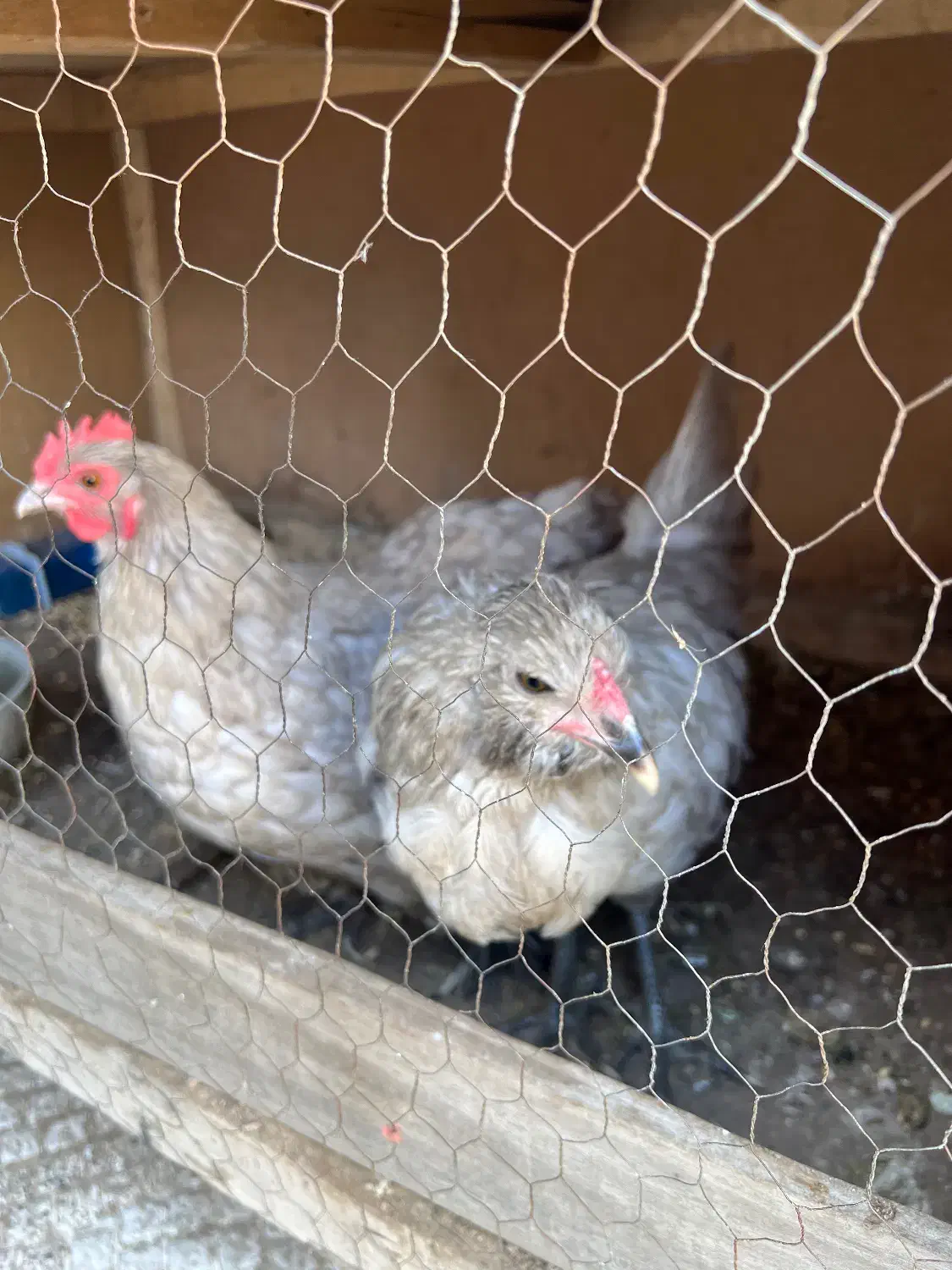 مرغ و خروس|حیوانات مزرعه|اهواز, بیست متری شهدا|دیوار