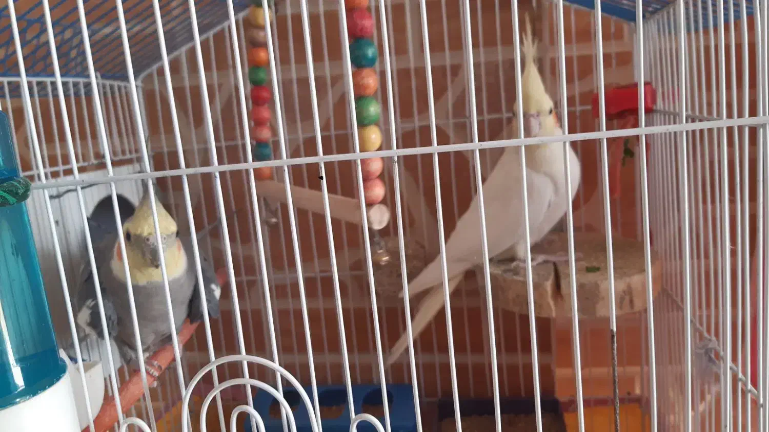 فروش پرنده|پرنده|پیر بکران, |دیوار