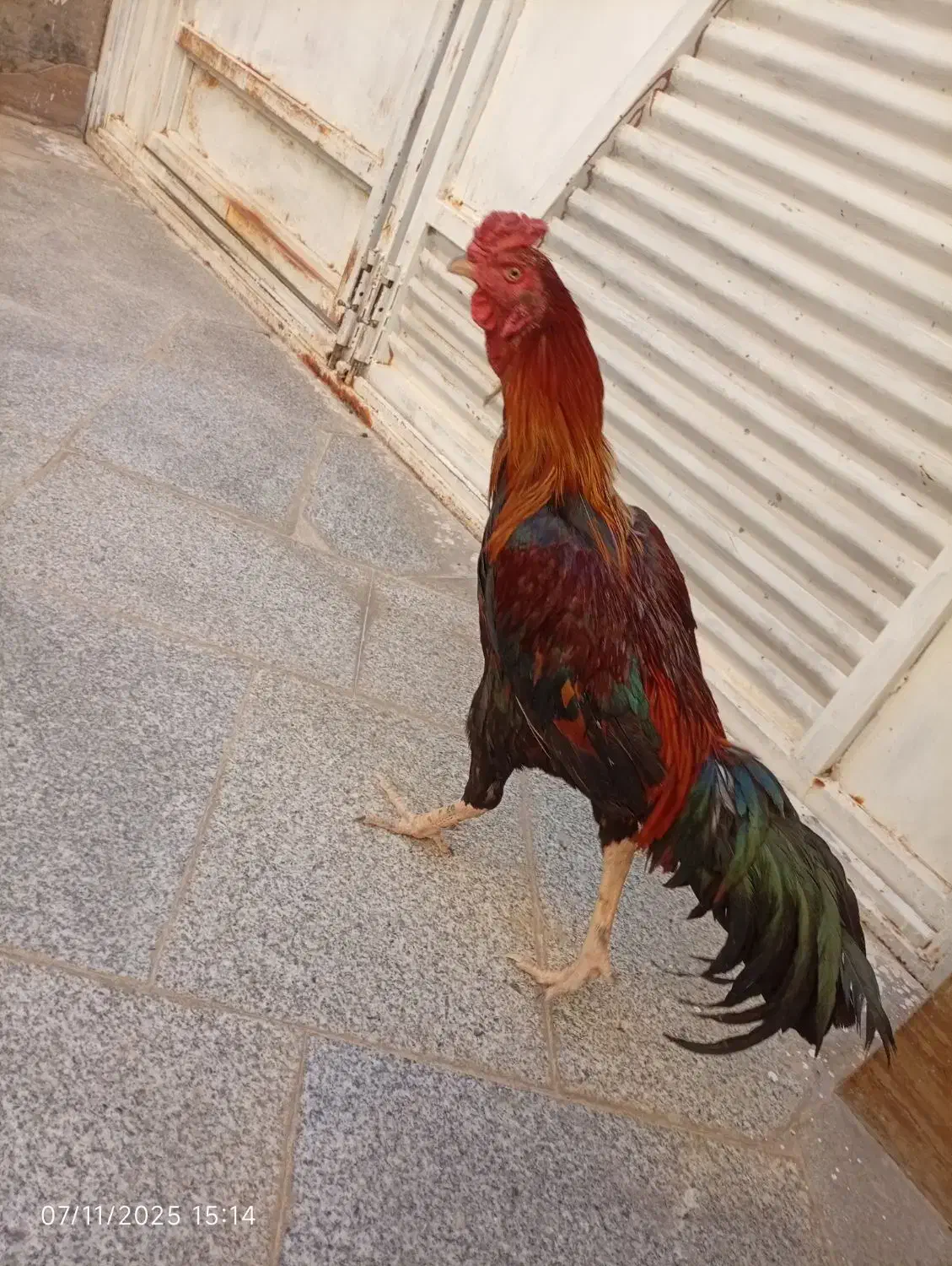 خروس|حیوانات مزرعه|سراوان, |دیوار