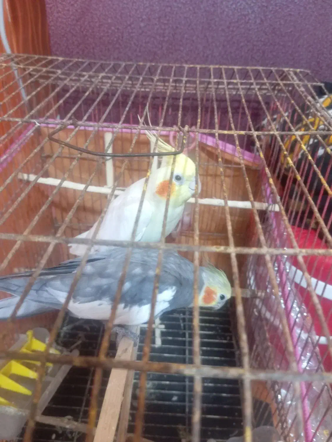 عروس هلندی|پرنده|شمیل, |دیوار