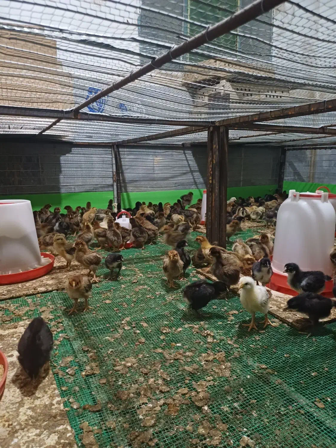 جوجه مرغ و خروس محلی گلپایگان|حیوانات مزرعه|پایین هولار, |دیوار