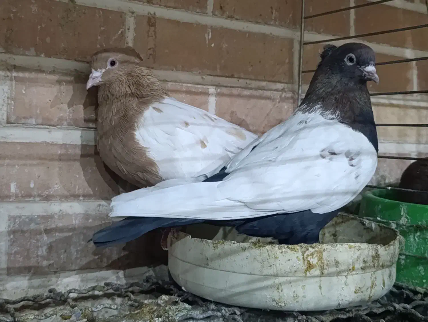 کبوترجفت سینه ای پاک|پرنده|تفت, |دیوار