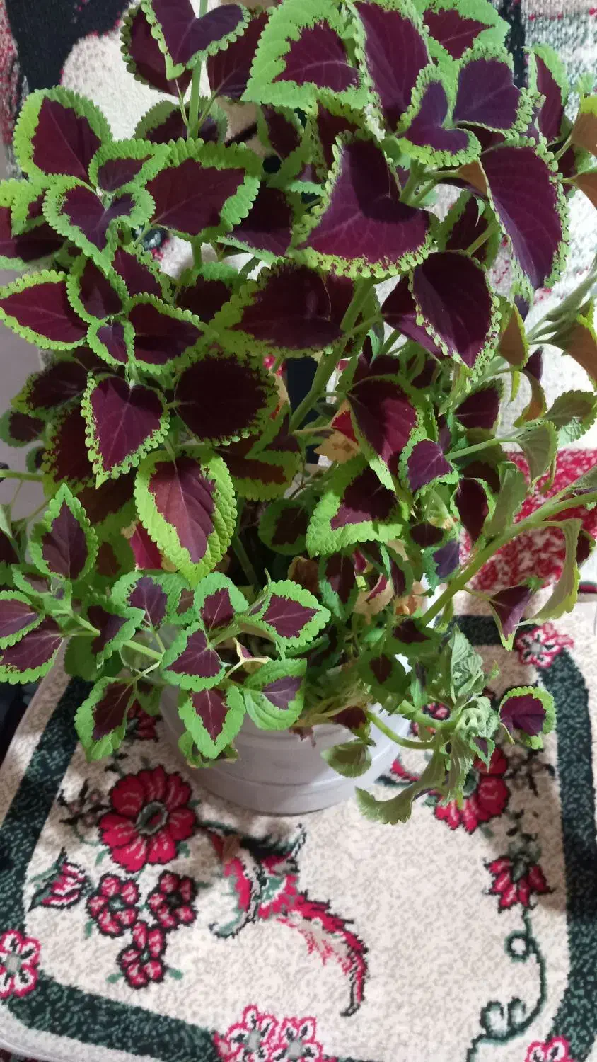 گل حسن یوسف|گل و گیاه طبیعی|سنقر, |دیوار