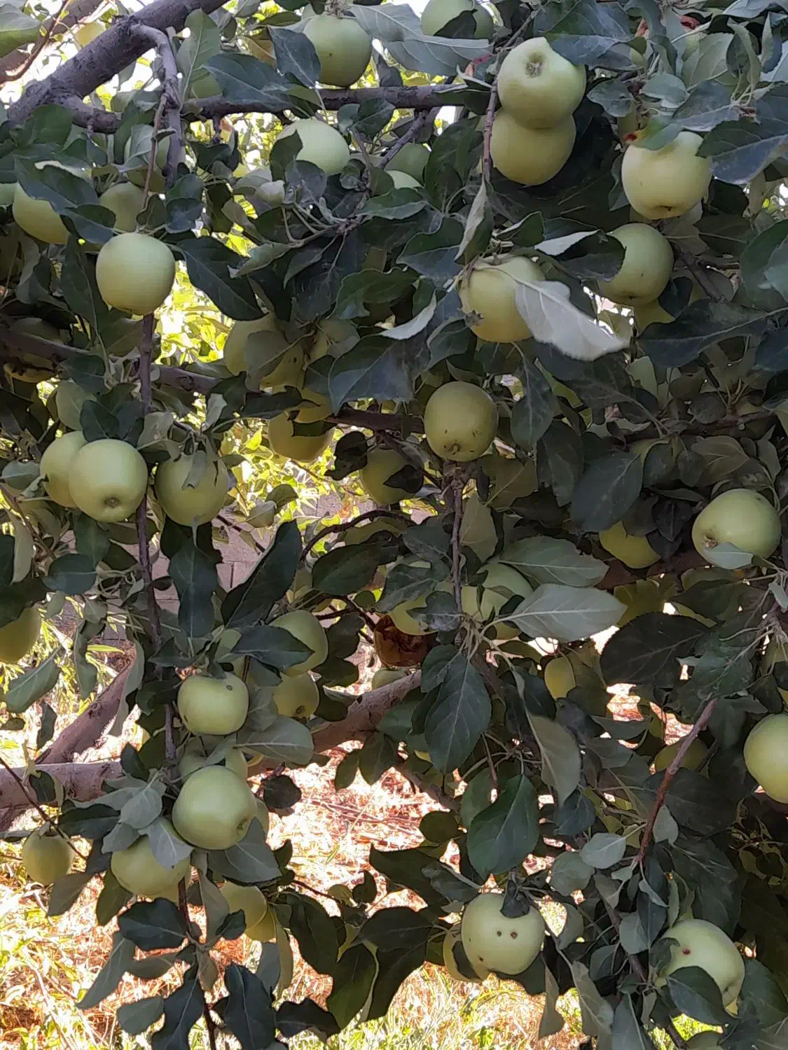 باغ سیب|فروش زمین و ملک کلنگی|سمیرم, |دیوار