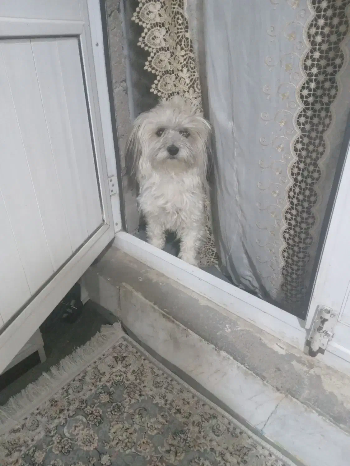 سگ خانگی|سگ|اردبیل, |دیوار