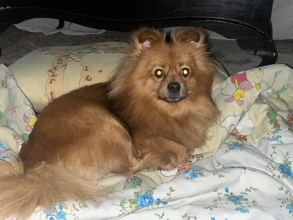 پامر روباهی واگذاری نیس|سگ|تهران, آهنگ|دیوار