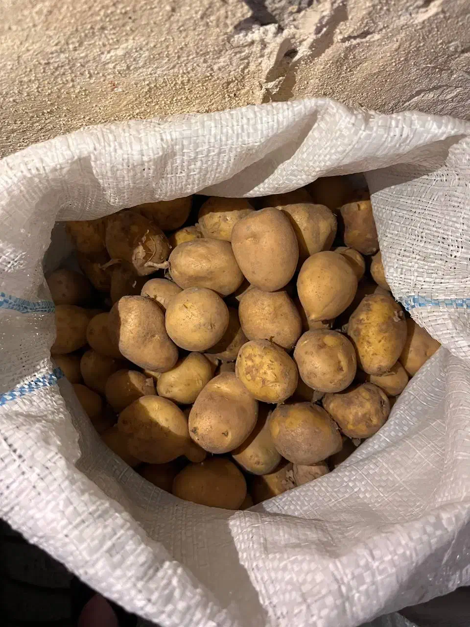 سیب زمینی کوچک|خوردنی و آشامیدنی|مشگین شهر, |دیوار