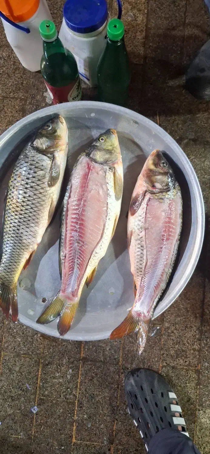 پرورش و فروش بچه ماهی کپور و امور|ماهی|اصفهان, ملاصدرا|دیوار