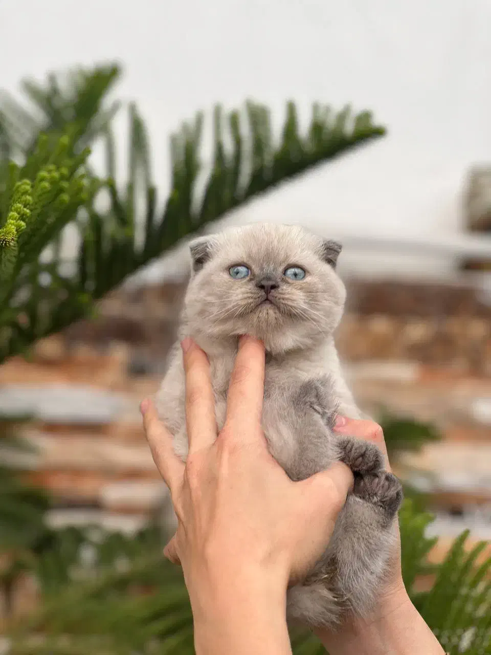 سیلور چشم آبی اسکاتیش شورت هیر|گربه|چالوس, |دیوار