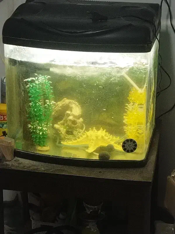 آکواریوم باوسایل کامل|ماهی|بومهن, |دیوار