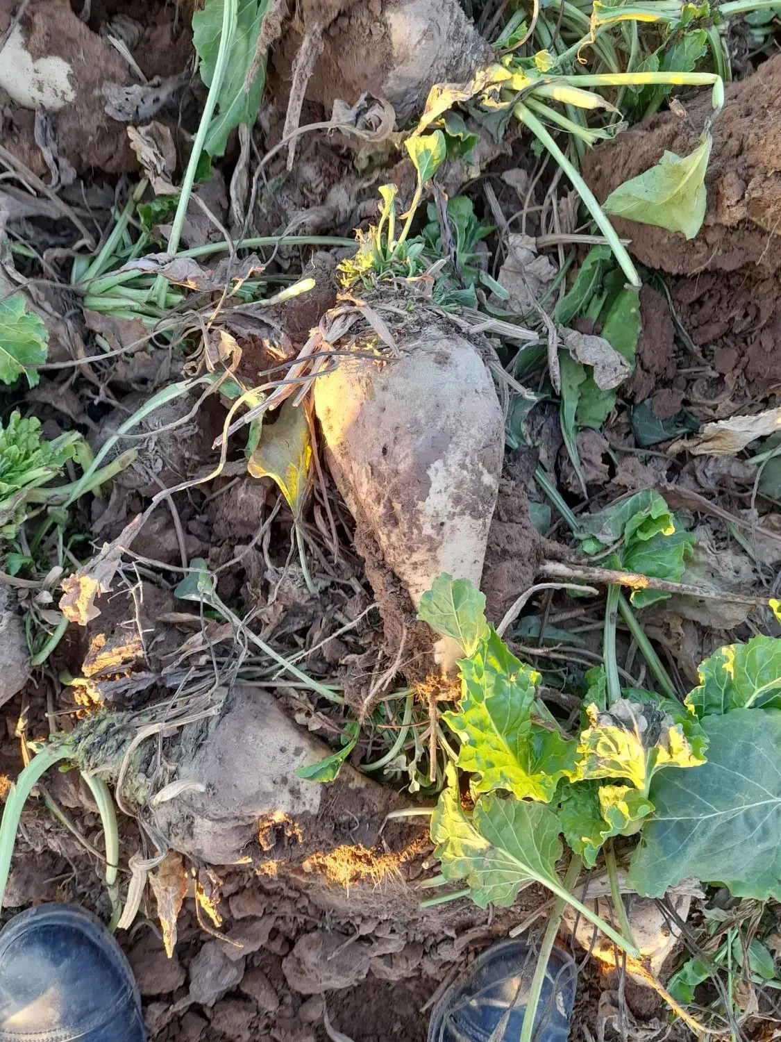 چغندر قندی|عمدهفروشی|عطاملک, |دیوار