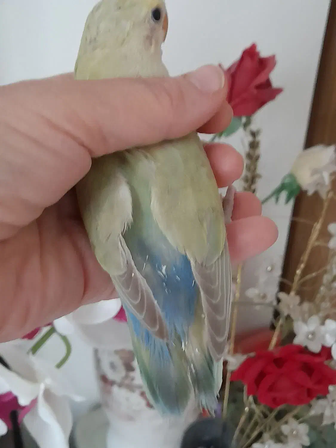 طوطی سبز کاهویی|پرنده|تهران, باشگاه نفت|دیوار