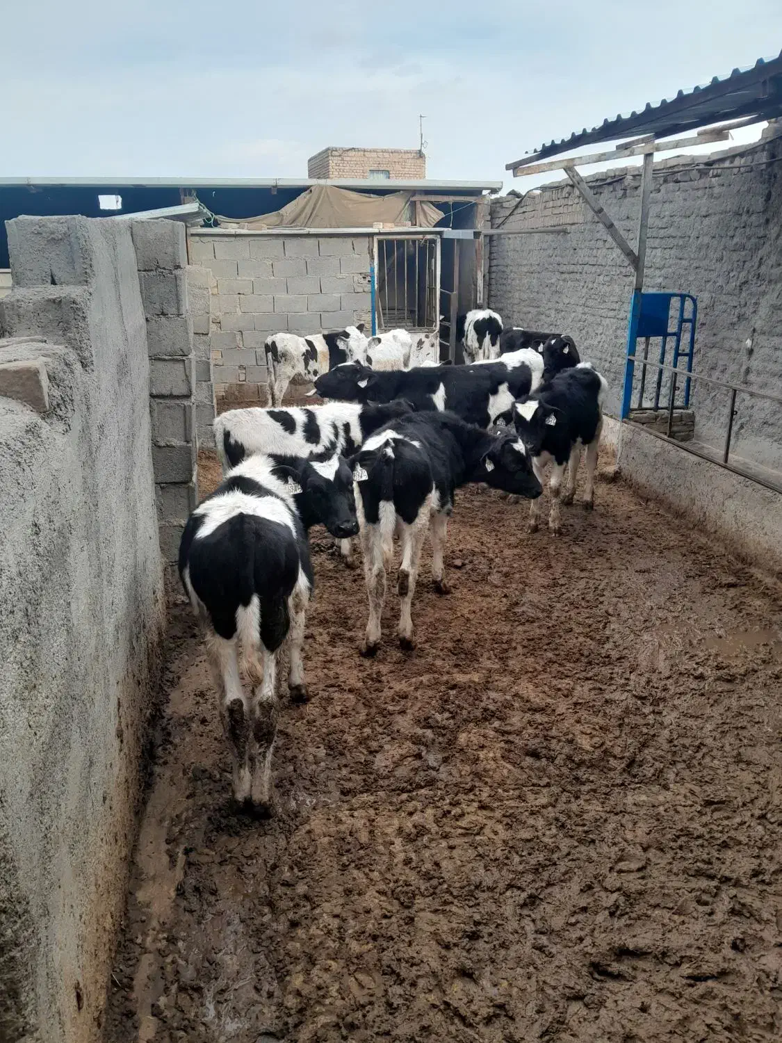 گوساله نر|حیوانات مزرعه|بوئین زهرا, |دیوار