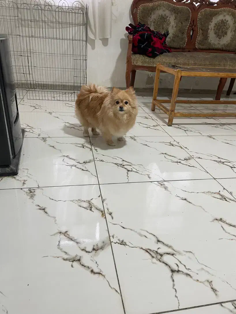 سگ پامرین|سگ|کرمانشاه, |دیوار