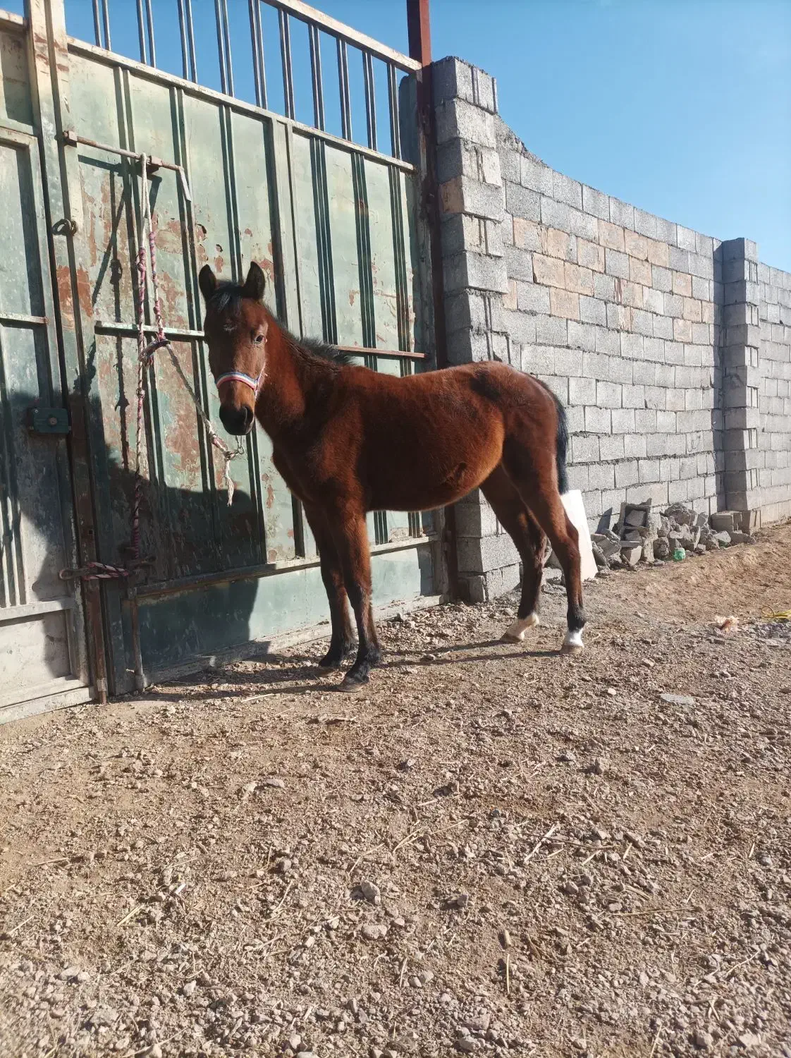 کره مادیون|اسب و تجهیزات اسب‌سواری|نجف‌آباد, ویلاشهر|دیوار