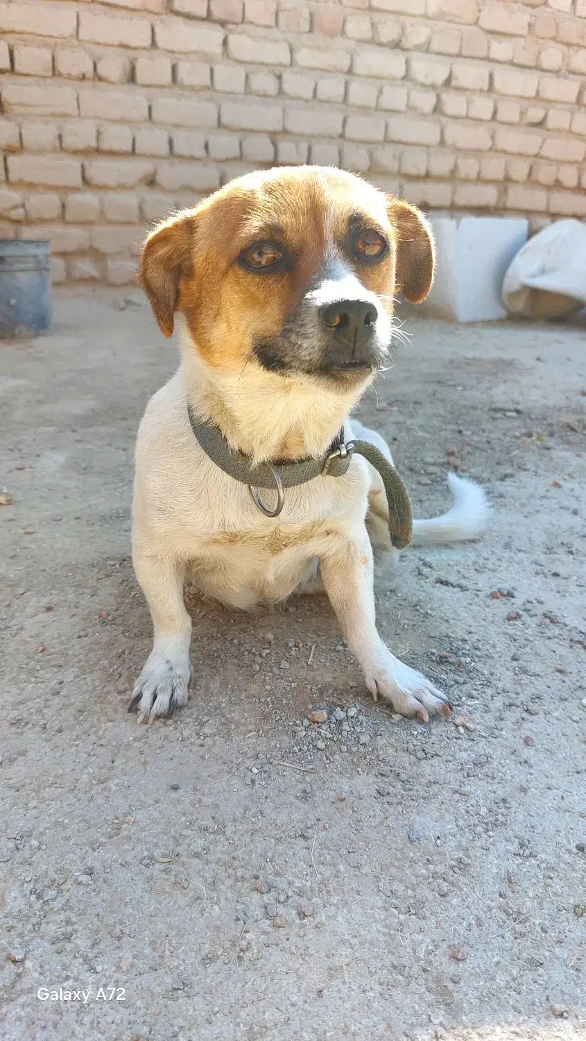 واگذاری سگ پا کوتاه ماده|سگ|مرودشت, ثبت احوال|دیوار