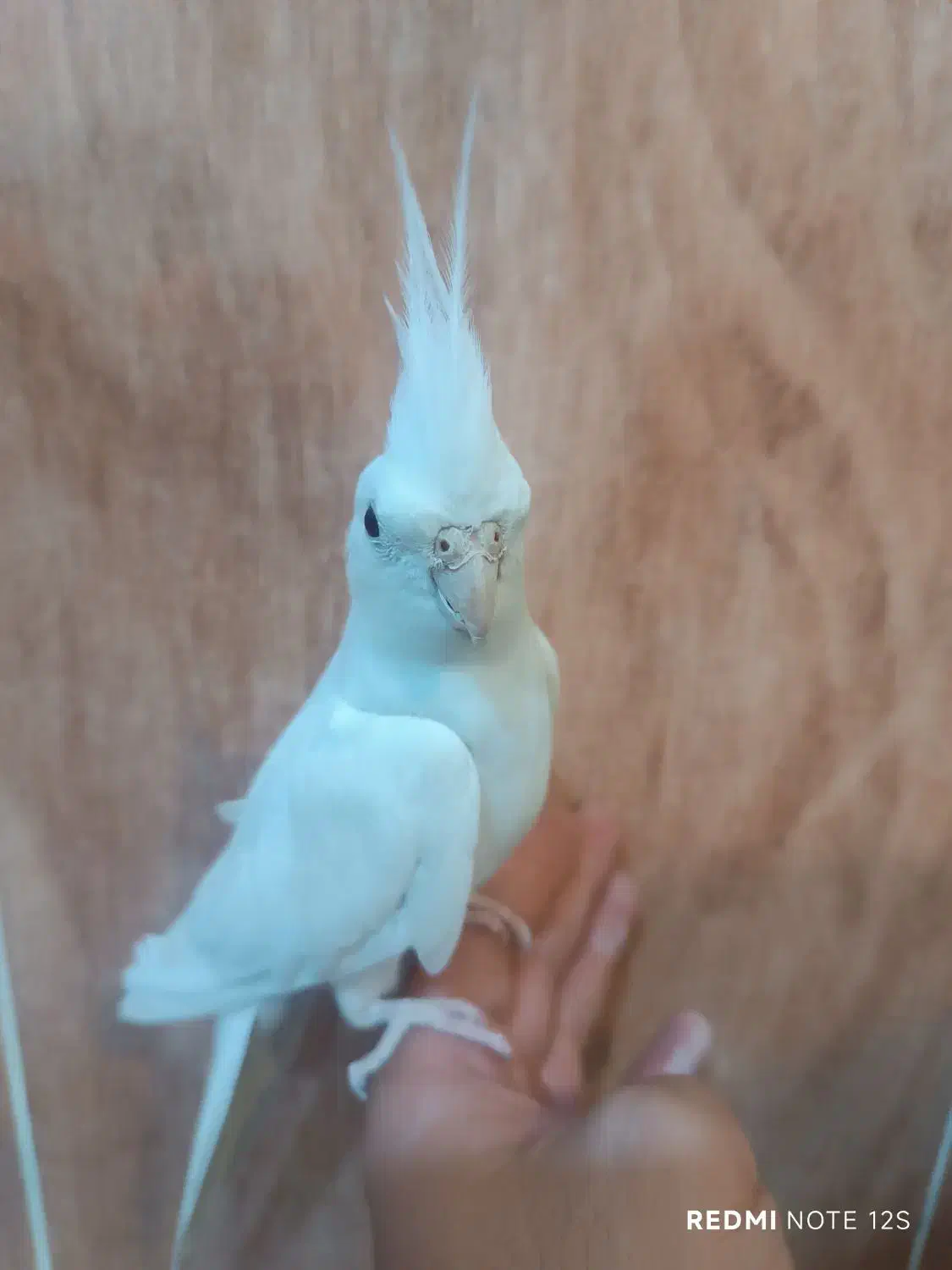 عروس هلندی نر البینو دستی|پرنده|فسا, |دیوار