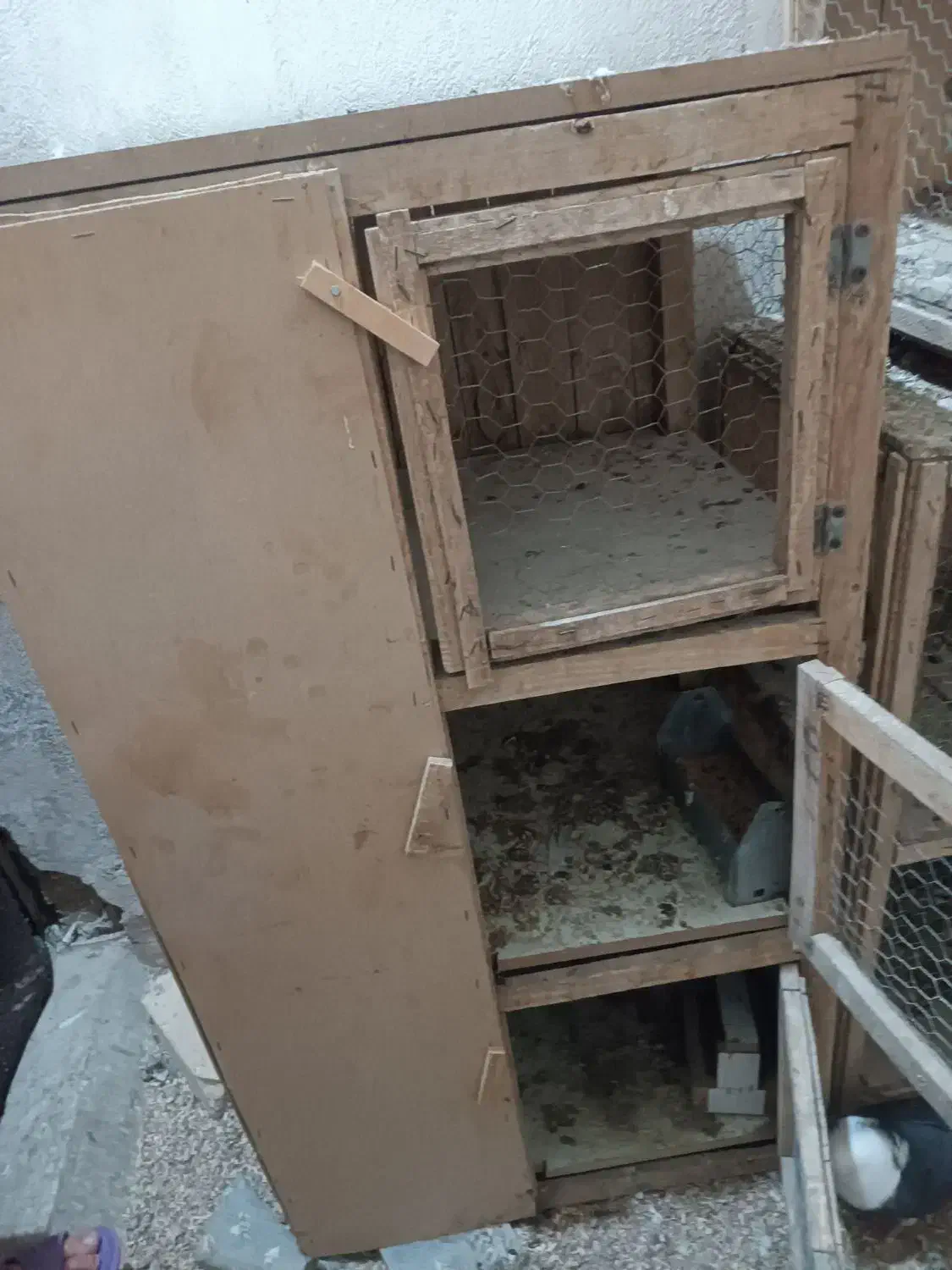 کفتر|پرنده|قم, مهر آباد|دیوار