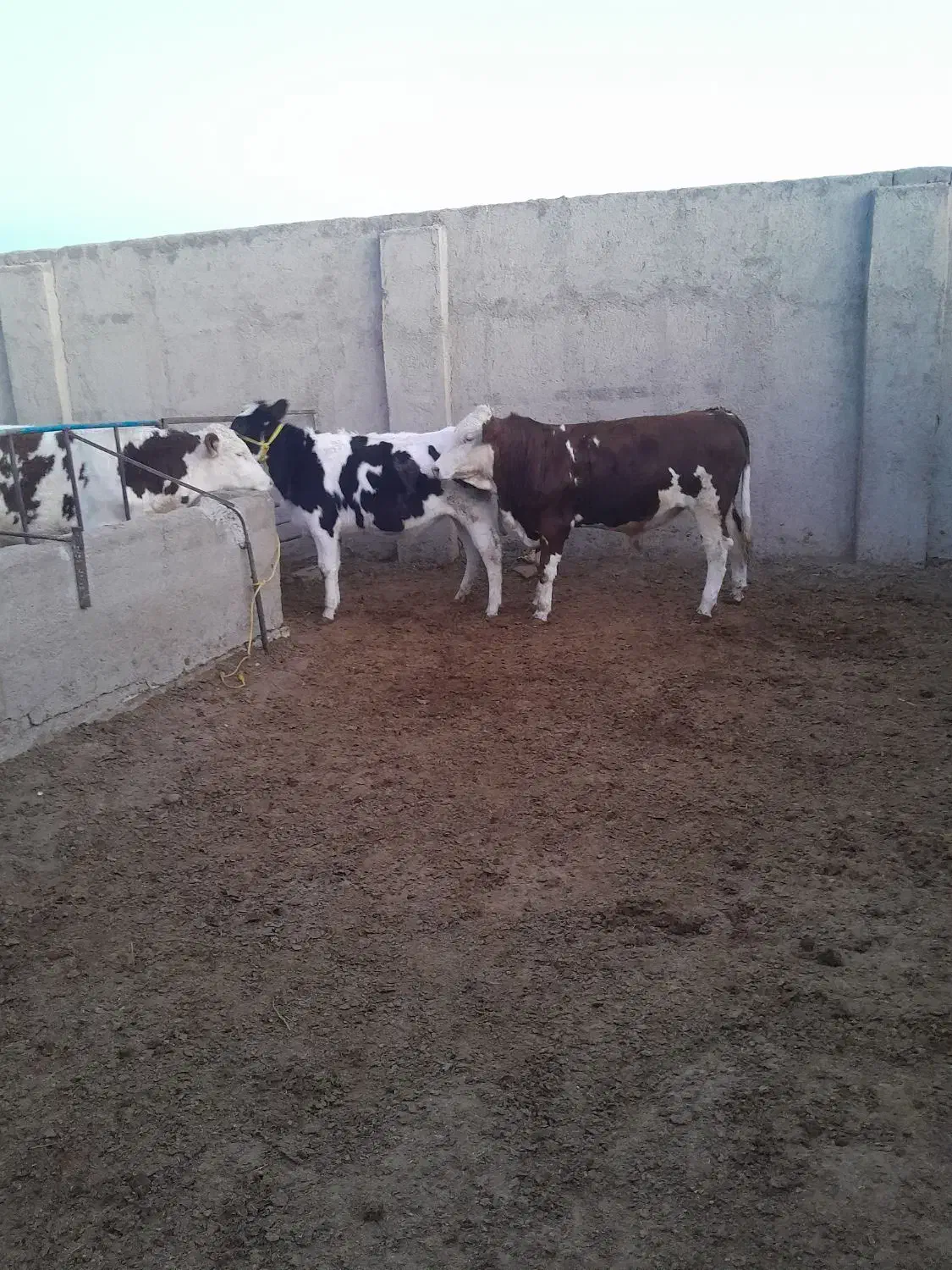 یک راس تلیسه|حیوانات مزرعه|دشتابی, |دیوار