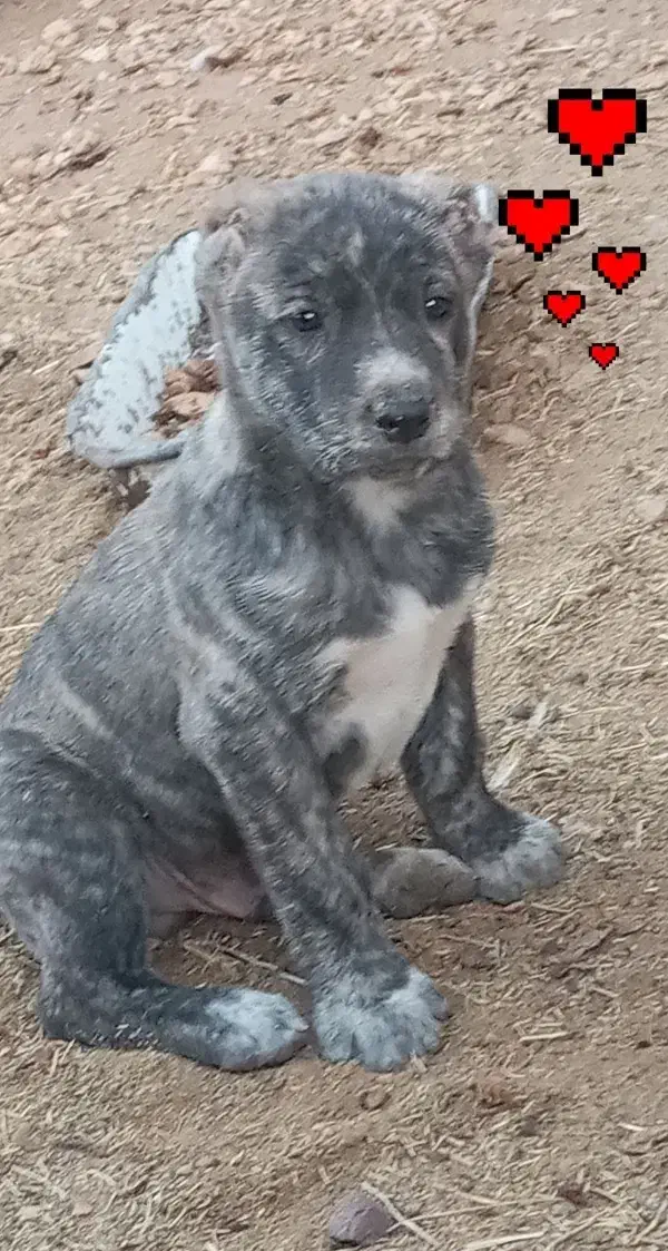 توله افقان|سگ|کاخک, |دیوار