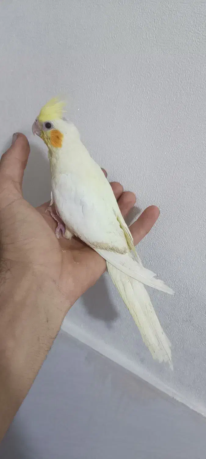 عروس هلندی آلبینو|پرنده|ری, امین آباد|دیوار