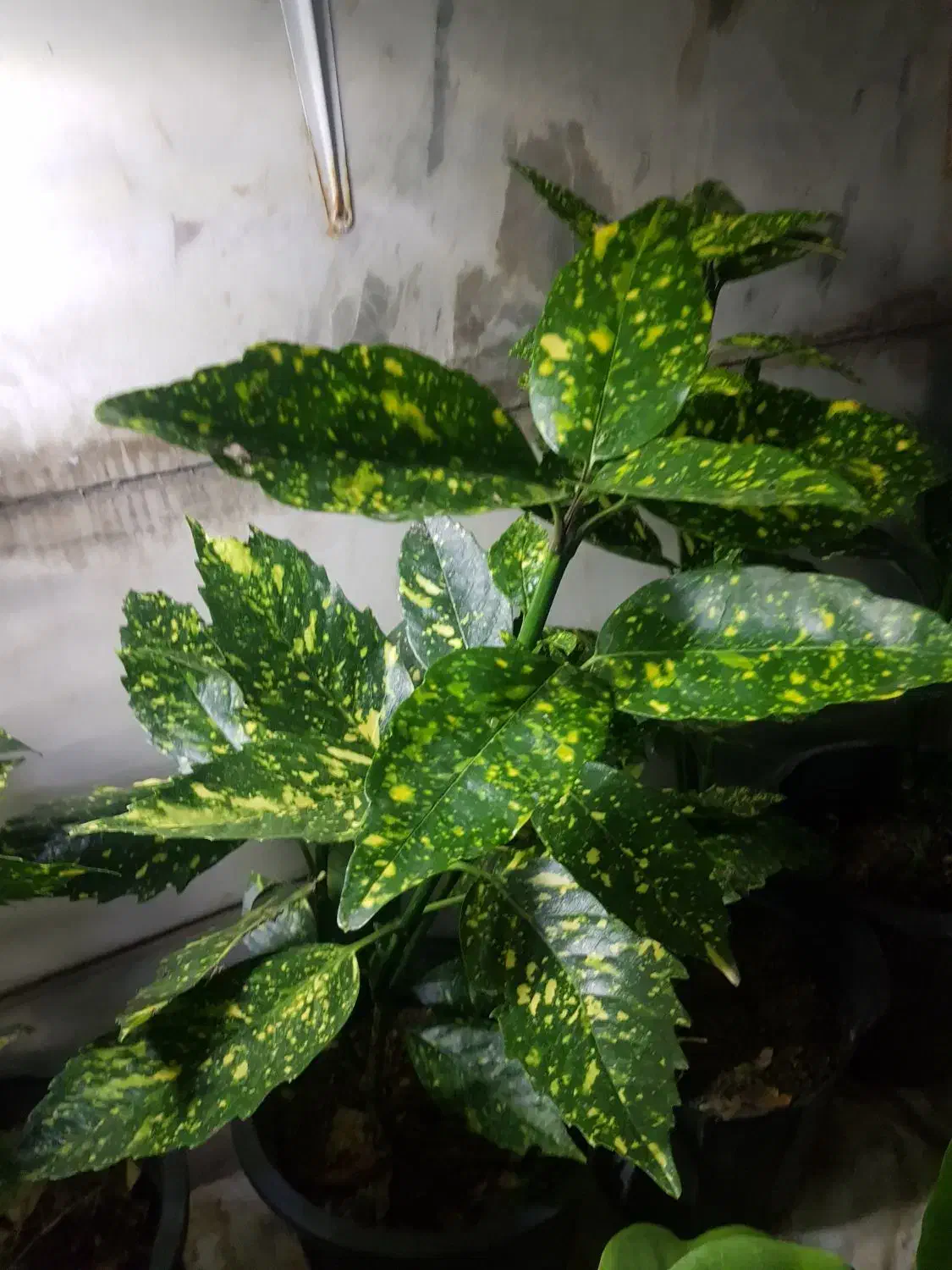 حراج گل و گیاه|حراج|همدان, |دیوار