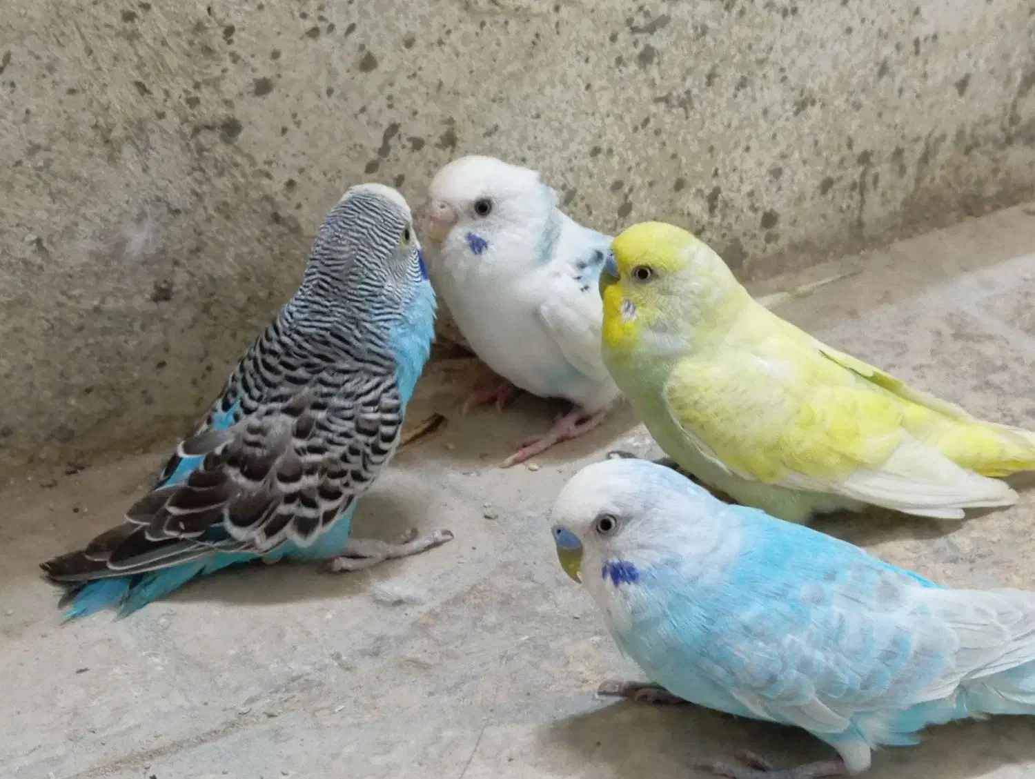 مرغ عشق معاوضه...|پرنده|قشم, |دیوار