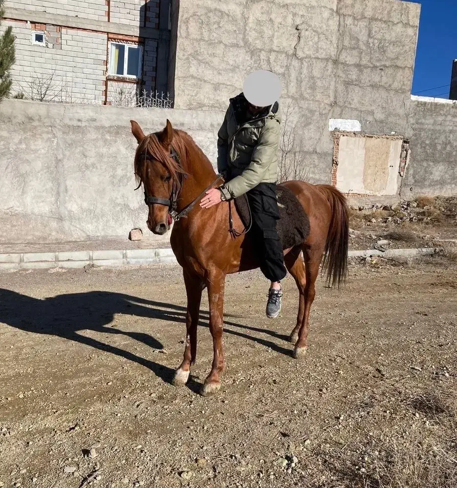 اسب عرب|اسب و تجهیزات اسبسواری|اردبیل, |دیوار