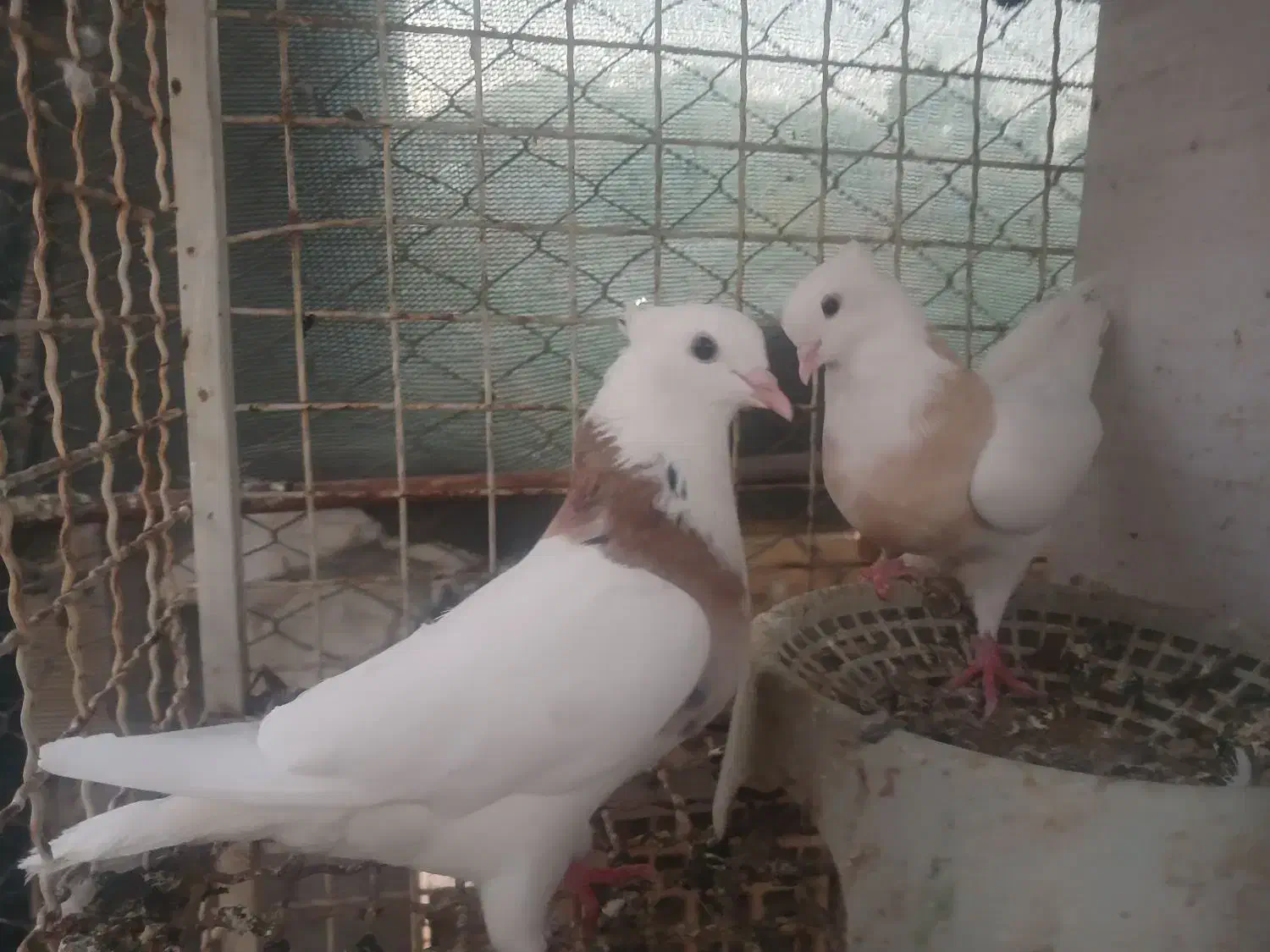 سه جفت  کبوتر|پرنده|مسجد سلیمان, |دیوار