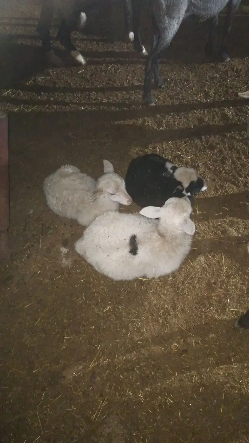 بره رومن و رومانوف|حیوانات مزرعه|لاهیجان, بازکیاگوراب|دیوار