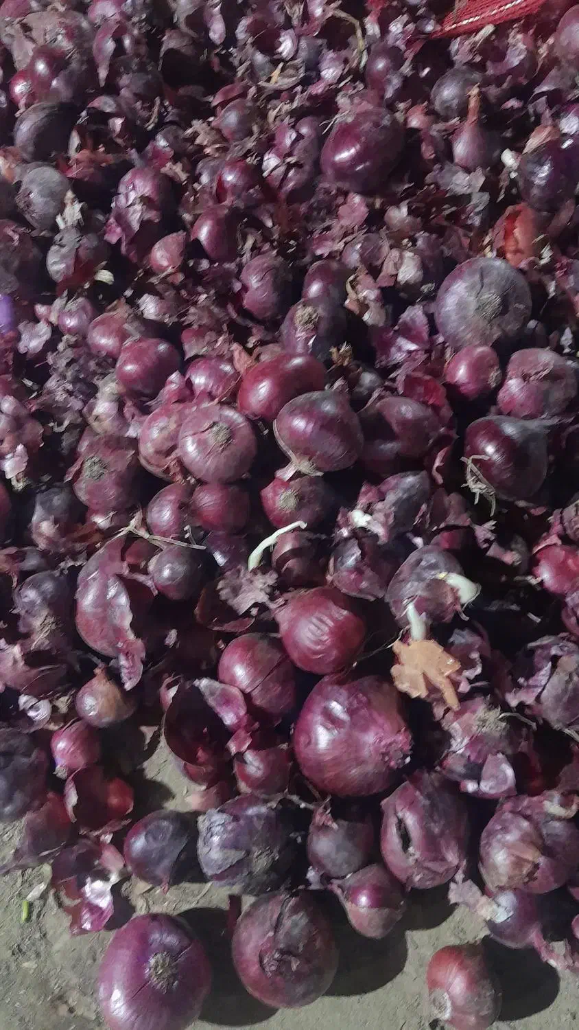 خرید نقدی پیاز جهت صورت کردن|خدمات باغبانی و درختکاری|بناب, |دیوار