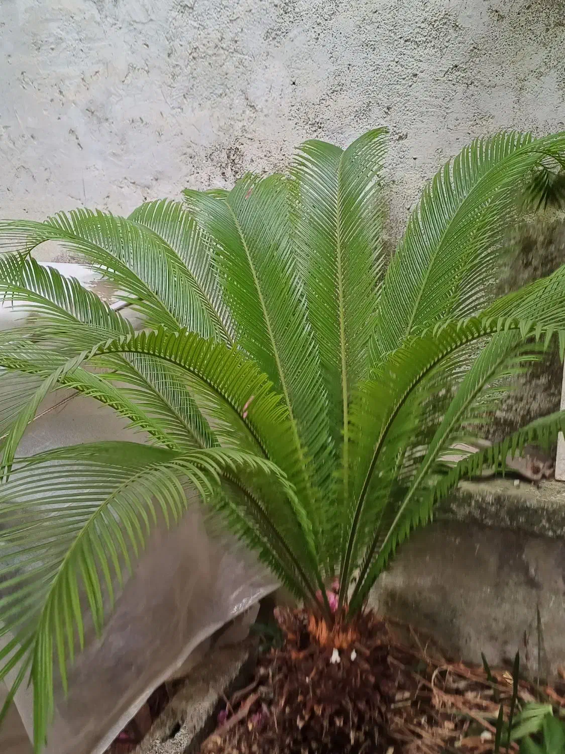 سالم و زیبا|گل و گیاه طبیعی|رشت, نیکمرام|دیوار