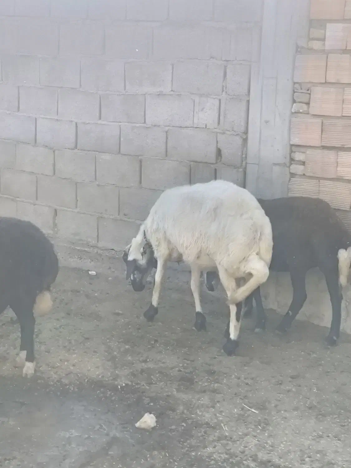 5عدد شیشک قوچ خورده اصل جنس بروجرد|حیوانات مزرعه|سیمین شهر, |دیوار